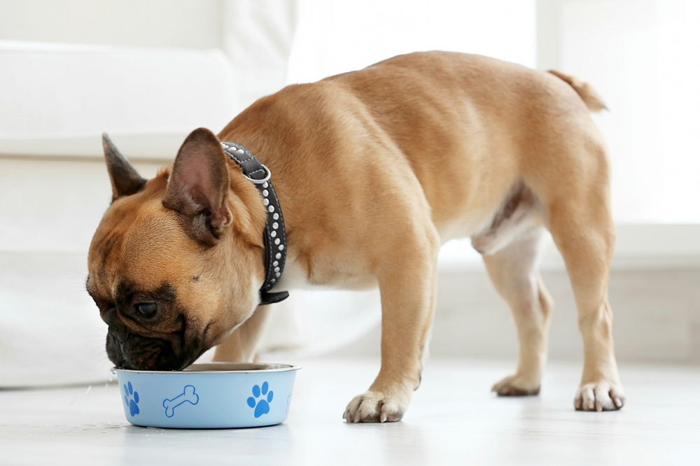 Dietary Tips to Keep Your Dog Free From Food Allergies