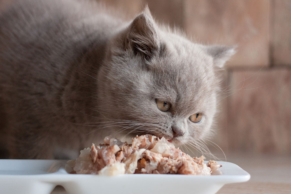 5 Ingredients One Should Look for in Cat Treats