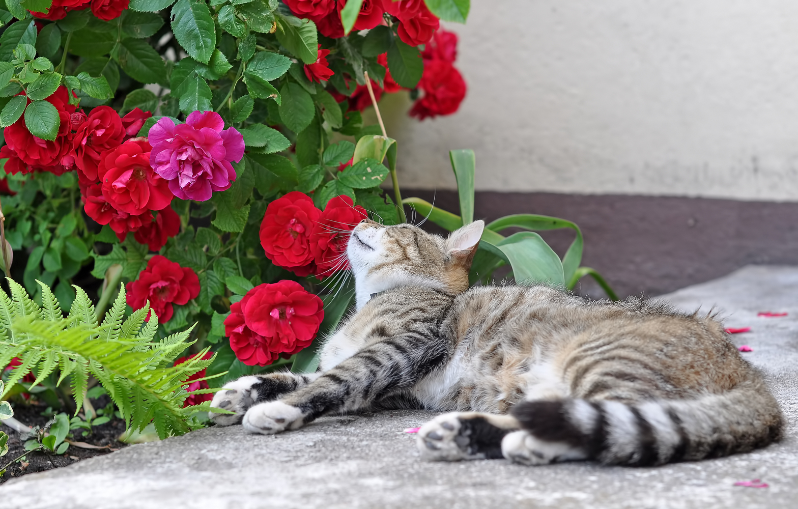 6 Toxic Houseplants For Cats